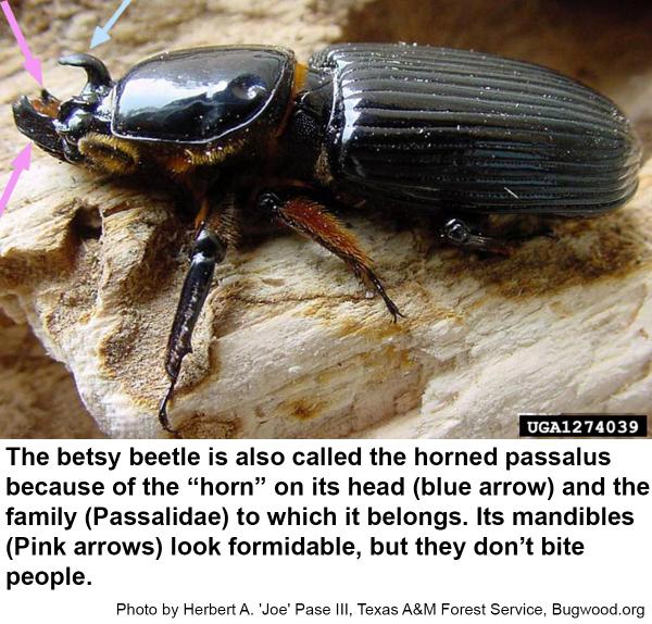 Betsy beetles have a "horn